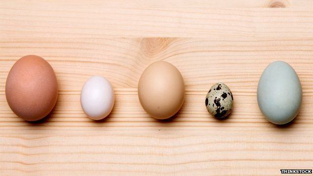 Diferentes tipos de ovo