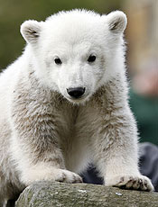Knut, o urso polar que virou dolo <bR>no mundo aps ser rejeitado