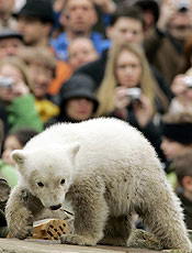 Visitantes observam o ursinho Knut, que virou celebridade internacional