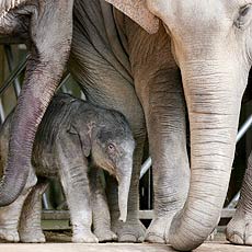 Elefantes usam patas como &quot;sensor&quot; para captar comunicao entre membros da espcie