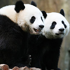 Expanso de pandas em regio da China pode significar aumento no nmero de indivduos