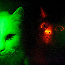 Gato clonado (à dir.)com a proteína modificada RFP brilha no escuro quando exposto à luz ultravioleta