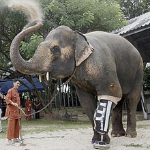 Motola caminha com sua prótese; elefanta sofreu acidente enquanto trabalhava