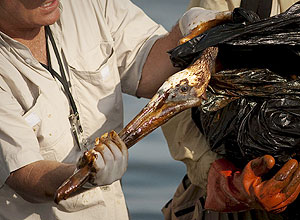 Homem trabalha no resgate de um pelicano encharcado de óleo que vazou da plataforma de perfuração da BP