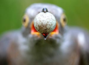 Imagem tirada de cuco que rouba ovo de rouxinol vence competição europeia de fotografia; veja galeria de fotos