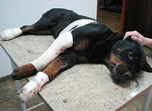 Rottweiler Lobo morreu dias após após ser arrastado por carro em Piracicaba (SP)