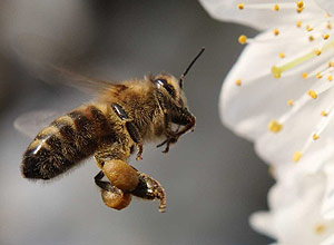 Abelha poliniza flor na Alemanha. Bactérias mais abundantes na natureza aumentam resposta imunológica a alergênicos