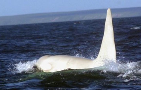 Orca branca adulta é vista pela primeira vez na natureza, segundo cientistas russos