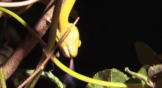 A cobra marrom de árvores tem cerca de um metro de comprimento e uma cor amarela intensa na parte de baixo 