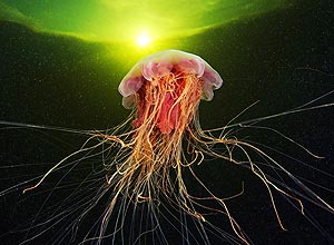 Biólogo captura mundo de cores e formas das águas-vivas do Ártico