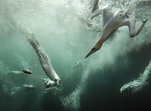 Mergulho de aves no mar rende 1º lugar em concurso de fotos de vida selvagem