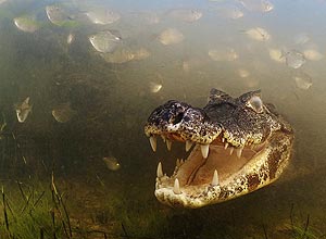 Concurso premia melhores fotógrafos de vida selvagem