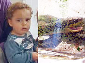 Montagem mostra o menino Lorenzo e a cobra mordida – Patrícia Martins/Divulgação