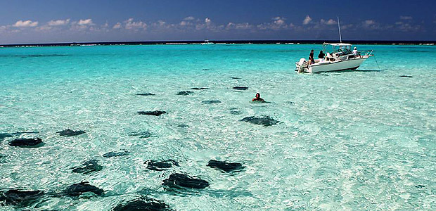 Raias nadando nas guas cristalinas das Ilhas Cayman, no Caribe 