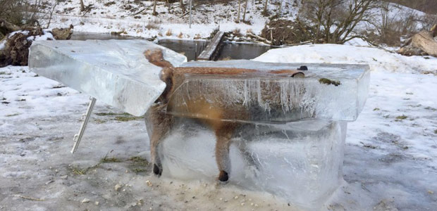 Raposa congelada na Alemanha; congelamento e descongelamento tm efeitos deletrios no organismo
