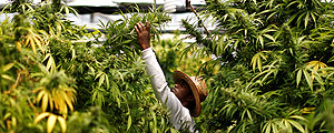 Amir Cohen - 28.mai.2013/Reuters La Agencia de Vigilancia Sanitaria creará reglas para el cultivo de marihuana medicinal