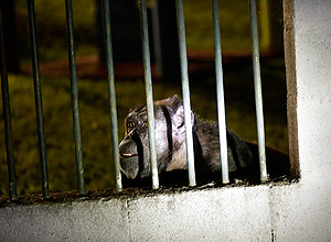 Argentine Chimpanzee Receives Habeas Corpus and Moves to Sanctuary in São Paulo
