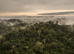 Reducción de área protegida de Pará favorece al latifundista