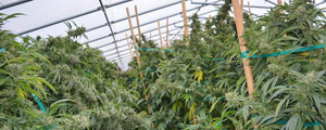 Delay by Sanitary Vigilance Agency in Regulating Marijuana Frustrates Pharmaceutical Firms