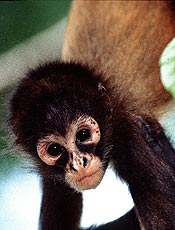 Animal Planet traz "Caribe Selvagem" neste sbado