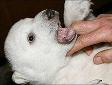 Knut, o ursinho que corre o risco de ser sacrificado por ser mimado demais; veja fotos