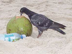 Lixo jogado na areia atrai mais de 200 pombos no trecho gay da praia de Ipanema