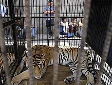 Singapur, um tigre de circo, foi um dos felinos levados ao protesto de hoje na Guatemala