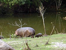 Filhote de hipoptamo recm-nascido passeia com a &quot;mame&quot; no Zooparque em Itatiba