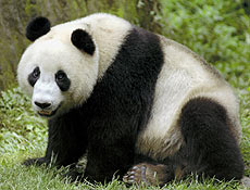 Panda é espécie ameaçada de extinção; restam apenas 1.600 indivíduos na China