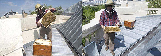 Museu de Paris instala colmeia no telhado para produzir mel, que deve ser comercializado ainda neste ano