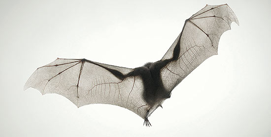 Morcego frugvoro egpcio, cujas asas revelam semelhana do mamfero com os dedos e mos humanas