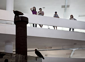 Urubus na instalação "Bandeira Branca", na Bienal de Artes de São Paulo, que foi pichada na tarde deste sábado