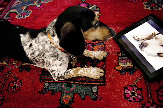 O cachorro Bandit assiste a um programa da Dog TV, que se intitula o primeiro canal pensado para os cães 