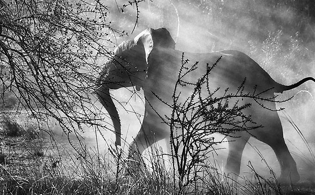 Elephant running in Zambia