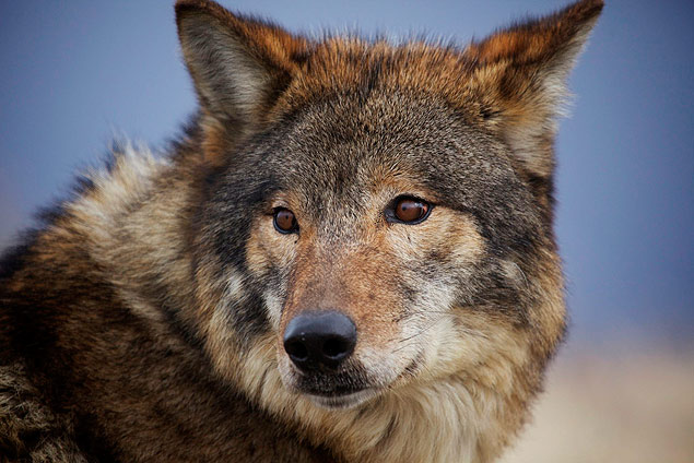 Em "América do Norte", Lobo espera o momento certo para atacar os caribus em Labrador, no Canadá