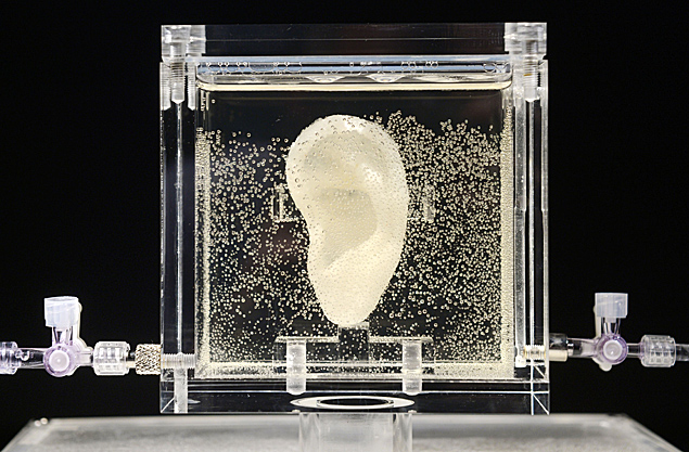 Rplica da orelha do pintor holands Vincent van Gogh  exibida em museu na Alemanha