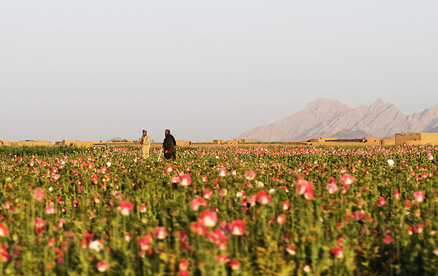 Campo de papoulas no distrito de Kandahar&#146;s Zhari, no Afeganistão