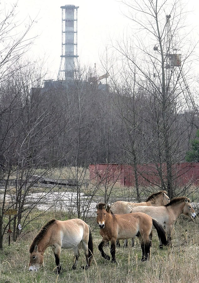 ORG XMIT: 242601_1.tif KIV08 CHERNOBIL (UCRANIA) 10/04/06. Caballos pastan cerca de la central nuclear de Chernbil, ayer mircoles 19 de abril. Los caballos salvajes de Przhevalskiy fueron trasladados a la zona de exclusin establecida despus del accidente nuclear. Los ucranianos celebran el prximo 26 de abril el vigsimo aniversario del desastre de Chernbil. EFE/Sergey Dolzhenko 
