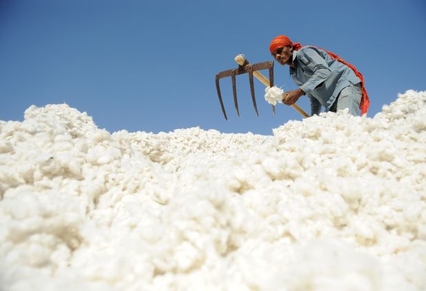Trabalhador manuseia algodo na ndia. *** An Indian worker sorts cotton at Patel Cotton Industries, Ginners and Exporters, in Dhrangadhra around 110 km from Ahmedabad on December 16, 2011. The latest U.S. Department of Agriculture (USDA) cotton projections for 2011/12 indicate that world cotton consumption is now expected to decrease 2.5 percent from last season as the global economy remains sluggish. This season?s expected decline follows a 4-percent reduction last season as cotton prices reached unprecedented levels and has forced fiber substitution at some mills. AFP PHOTO / Sam PANTHAKY