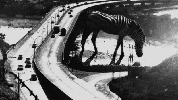 Fotomontagem de Gil Josquin mostra zebra gigante na Barra da Tijuca 
