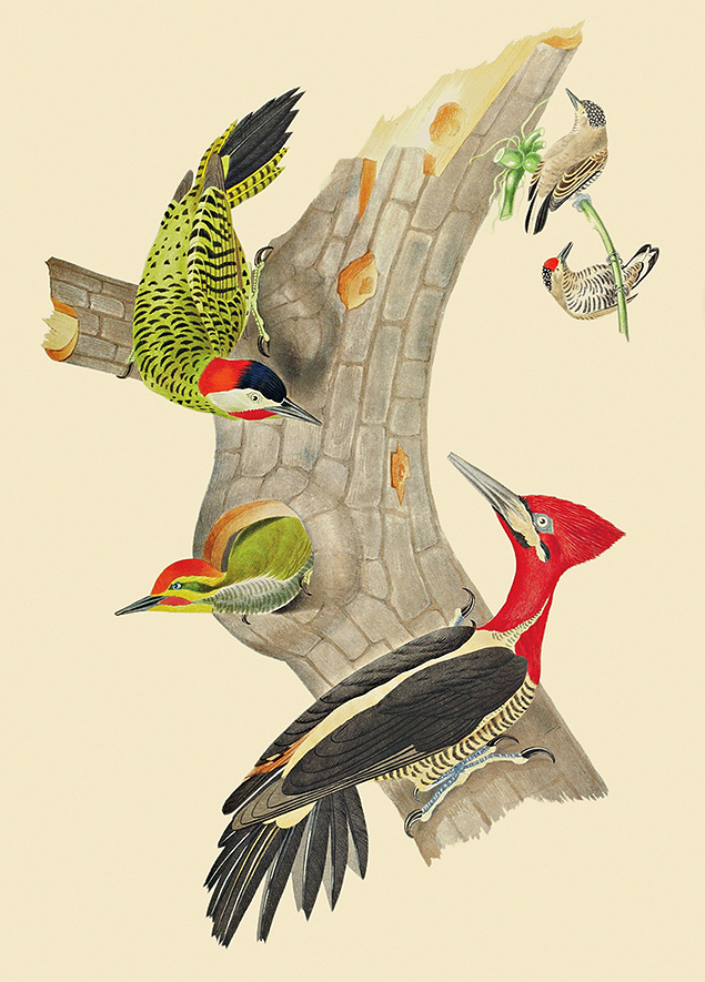 Imagem da obra 'Ornitologia Brasileira', de J. T. Descourtilz 