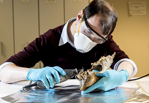 Ardern Hulme-Beaman cortando um pedao de crnio antigo para teste de DNA no Royal Belgian Institute of Natural Sciences, em Bruxelas