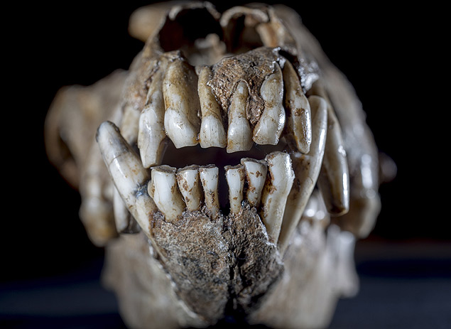 Um crnio canino que acredita-se ter 32 mil anos em Bruxelas, no Royal Belgian Institute of Natural Sciences
