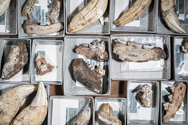 Fragmentos de dentes e mandbulas no ingls Oxford Museum of Natural History