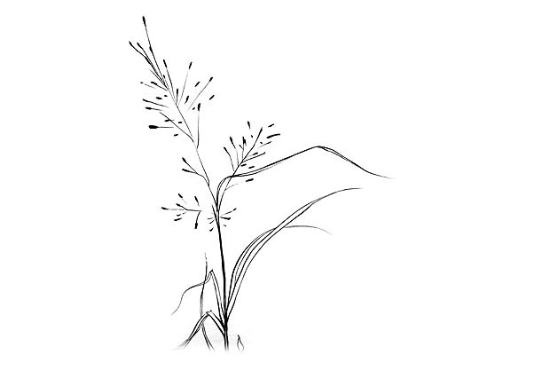 Planta da espcie Eragrostis pilosa
