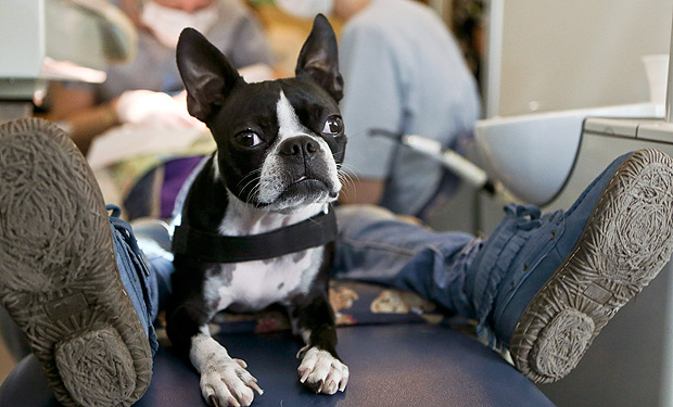 Perry, cachorro de terapia, sentado entre as pernas de um jovem autista em sua consulta com dentista, em Santiago, no Chile 