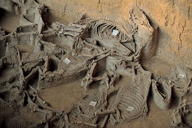 Esqueletos de cavalo em cova com outros 105 animais e mais 48 carroas pertencente a chefe militar da dinastia Zhou, encontrada na provncia de Shanxi, China 