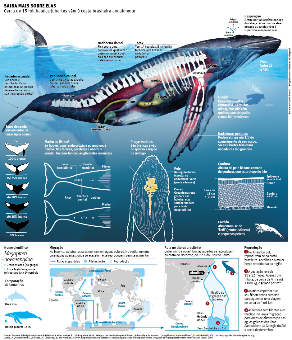 Saiba mais sobre as baleias jubartes