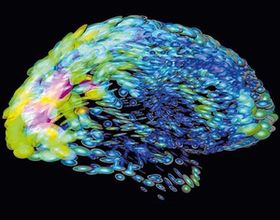 Study Conducted by Brazilian Researchers May Help Treat Schizophrenia