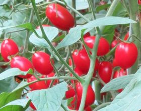 Researchers from Embrapa develop Super Cherry Tomato in Brazil
